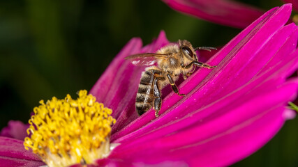 Eine Biene auf einer lila Blüte