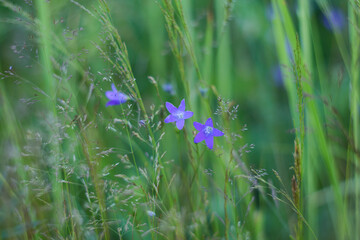 A lilac bell flower Campanula patula on the natural  blurred background. Soft focus.