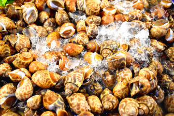 Babylonia areolata, seafood from Thailand seafood, Raw and fresh sweet shellfish