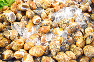 Babylonia areolata, seafood from Thailand seafood, Raw and fresh sweet shellfish