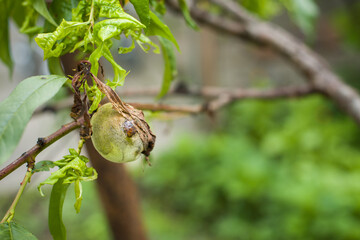Sick leaves and peach fruit in the garden on tree close-up view. Peach orchard disease concept. Peach tree leaves are damaged, fruit tree disease on the leaves. Peaches are susceptible to disease