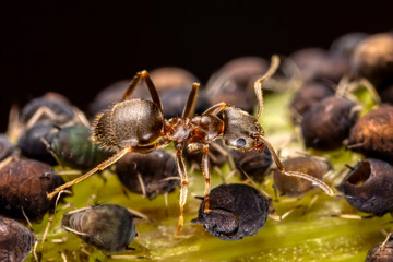 Eine Ameise beim Melken von Blattläusen auf einem Pflanzenstiel 