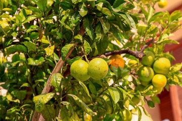 some green oranges on the tree