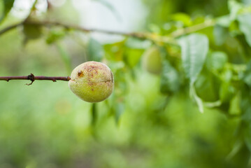 Sick leaves and peach fruits in the garden on tree close-up view. Peach orchard disease concept. Peach tree leaves are damaged, fruit tree disease on the leaves. Peaches are susceptible to disease