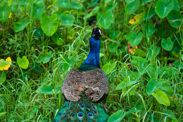 Obraz premium A beautiful manicured peacock walks in a green bird park.