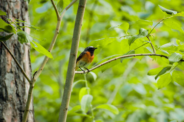 Male Common Redstart (Phoenicurus phoenicurus)