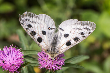 Red Apollo (Parnassius apollo)