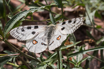 Red Apollo (Parnassius apollo)