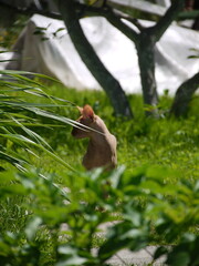 Sphynx cat warming in the grass