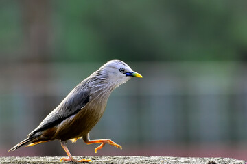 Chestnut tailed Starling Bird