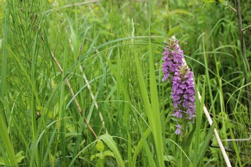 2 lupine flowers in the grass