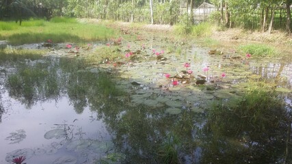 Pink water lilies flowers with green leaves in water pond in sunny day