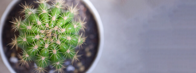 A close-up photo of a cactus plant with copy space.