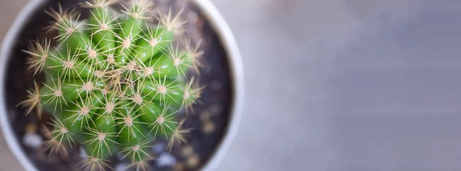 Rolgordijnen Een close-upfoto van een cactusplant met kopieerruimte. © ZzGooggiigz