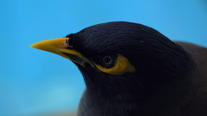 Acridotheres tristis bird close up. Beautiful bird with a yellow beak on the background of the pool in Thailand