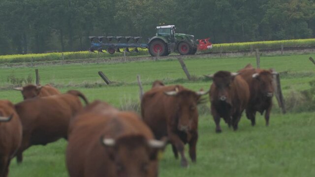 A tractor with a plow driving on a field with a running herd of highland cattles in the foreground.
