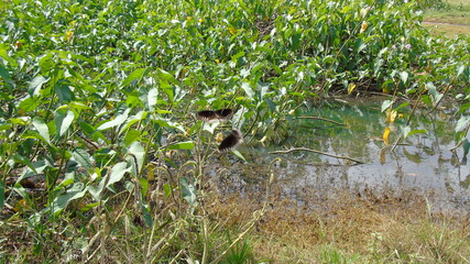 wild duck in the swamp
