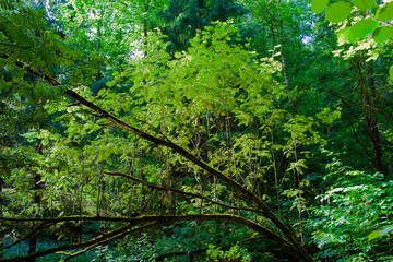 life bends us, but we still strive upward