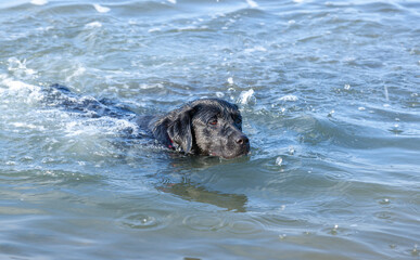 Obraz premium black labrador in the water