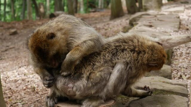 4k video of wild monkey - family  50 fps
