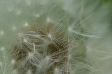 Dandelion Details. Drops of dew on a dandelion. Drops. Macro photo. Raindrops. Ripe dandelion seeds. Drops on white air umbrellas. Dandelion seeds are scattered. Reflection drop