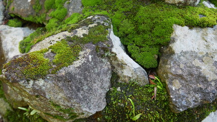 moss tightly attached to the rocks
