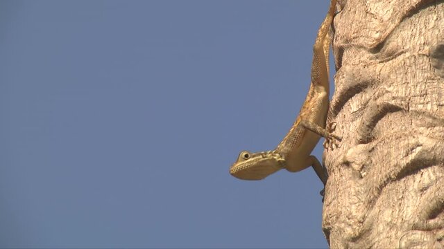 Lizard sitting on tree trunk, blue sky background on left side, closeup view