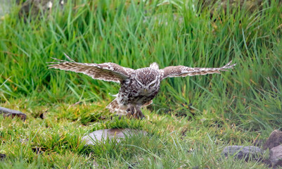 Little owls preening after a rain storm in a field in Yorkshire