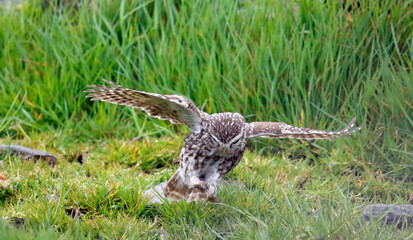 Little owls preening after a rain storm in a field in Yorkshire
