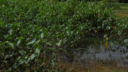 grass in the water