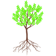 Tree with green leaves and roots on a white background.