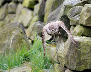 Little owls preening after a rain storm in a field in Yorkshire