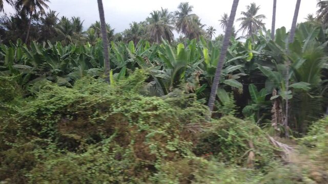 Banana Plantations Passing By Nilgiri Mountain Railway Train 
at Ooty, Udagamandalam, Ootacamund, Udhagai, Tamil Nadu, India.