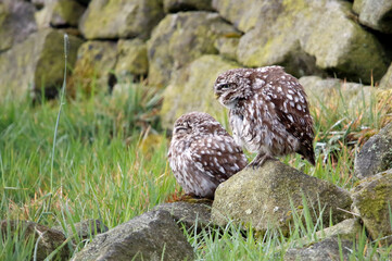 Little owls preening after a rain storm in a field in Yorkshire