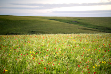 Vibrant red Poppies to hillside at West Pentire, Cornwall - UK