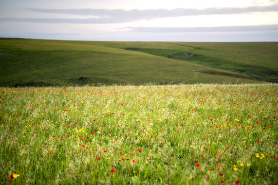 Vibrant red Poppies to hillside at West Pentire, Cornwall - UK © jaketimms