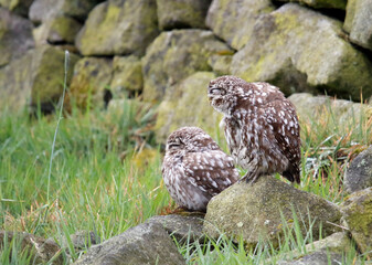Little owls preening after a rain storm in a field in Yorkshire