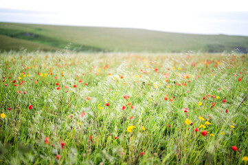 West Pentire, Cornwall - UK, looks spectacular at this time when the Poppies are in full bloom