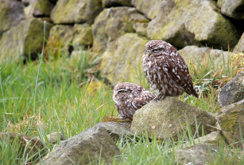Little owls preening after a rain storm in a field in Yorkshire