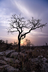 Silhouette of a tree against the setting sun on the heights of a mountain.