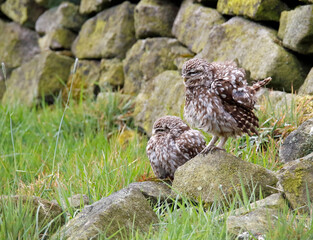 Little owls preening after a rain storm in a field in Yorkshire