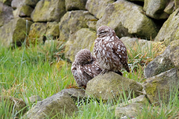 Little owls preening after a rain storm in a field in Yorkshire