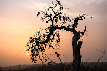 Silhouette of a tree against the setting sun on the heights of a mountain.