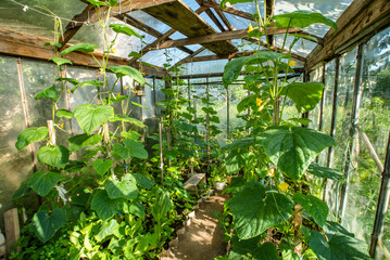 small home greenhouse for growing vegetables growing cucumbers. eco products.