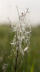 Delicate and thin web