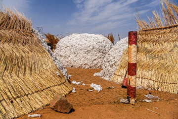 A pile of freshly harvested Dafani cotton from eastern Burkina Faso.
