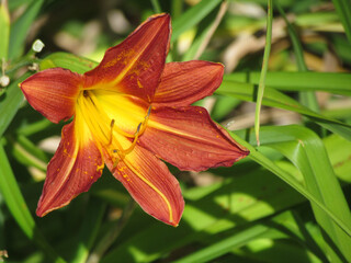 Obraz premium Beautiful lily in a suburban garden, George South Africa