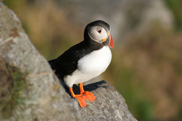 Puffins 