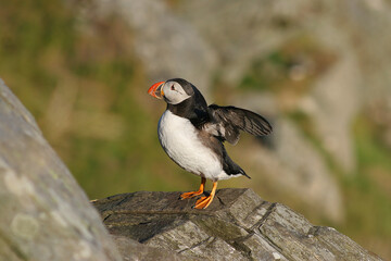 Puffins 