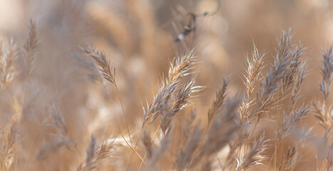 Fototapeta premium Tall Grass in the dry Arizona breeze